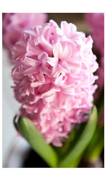 pink hyasintti