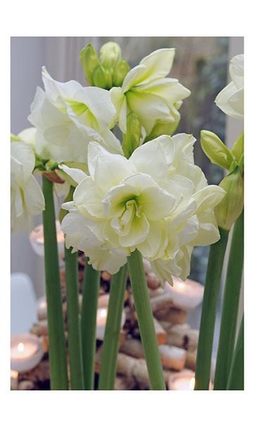 valk amaryllis