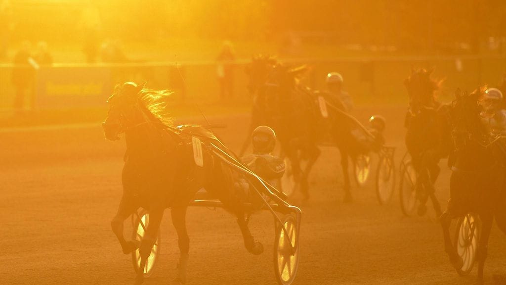 Suomen parhaalla lämminveritammalla Venicellä (kuvassa) on mielenkiintoinen 2-vuotias täysveli Verbier.
