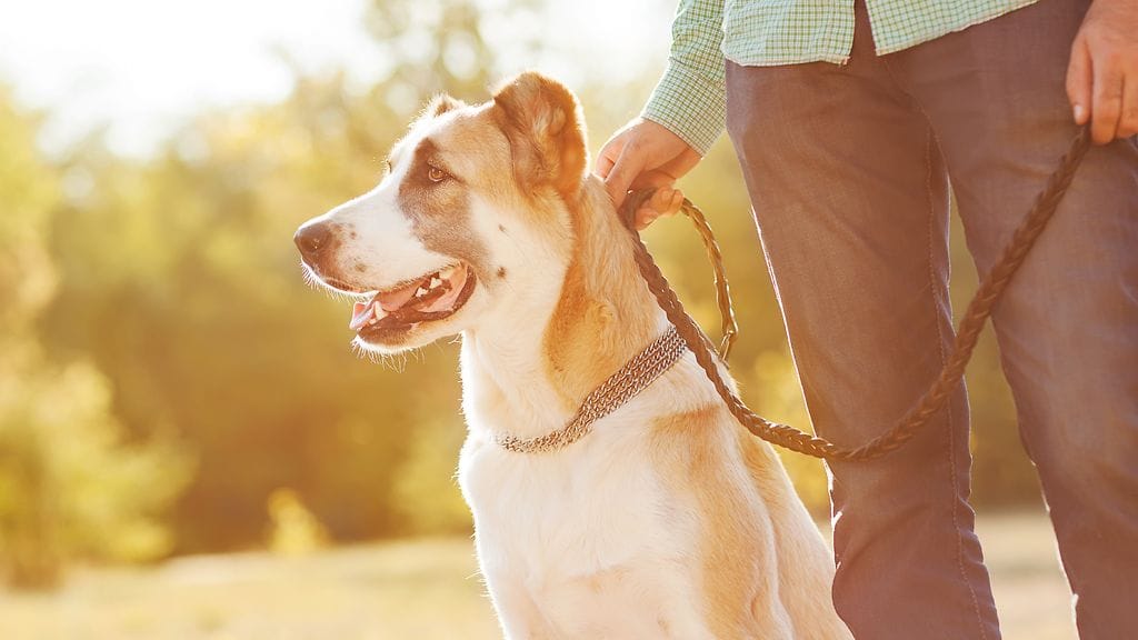 Koiran-avulla-saa-helpommin-seuraa