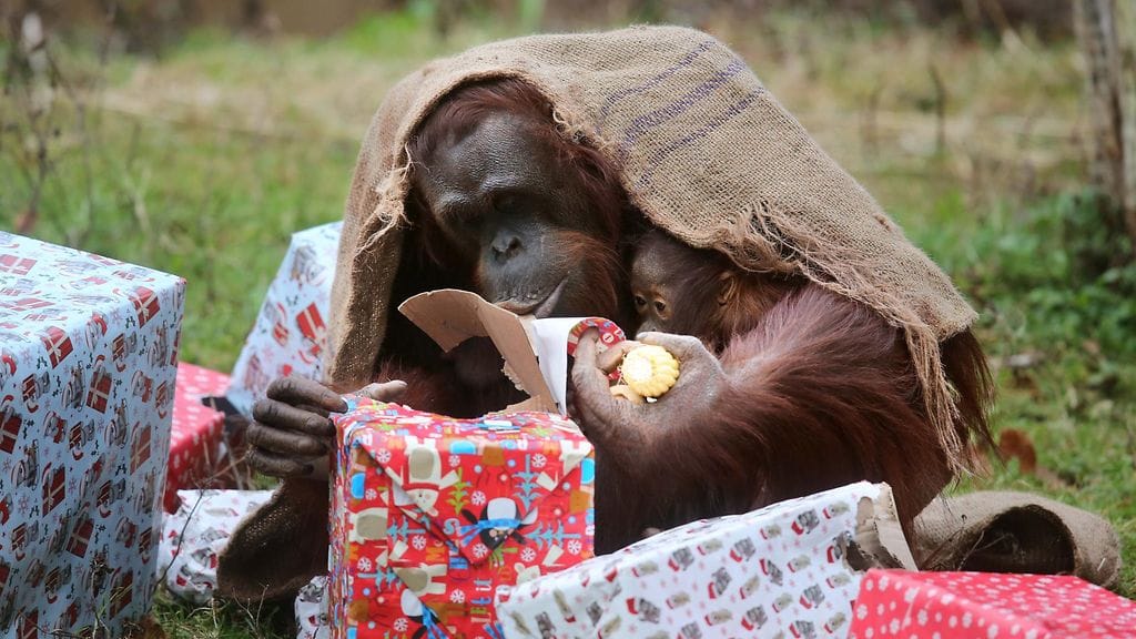 Orankiemo Maoli ja Tatau-poikanen ovat pukeutuneet joululahjapussukkaan ja avaavat lahjoja Paington Zoossa Englannissa 15.12.2014.