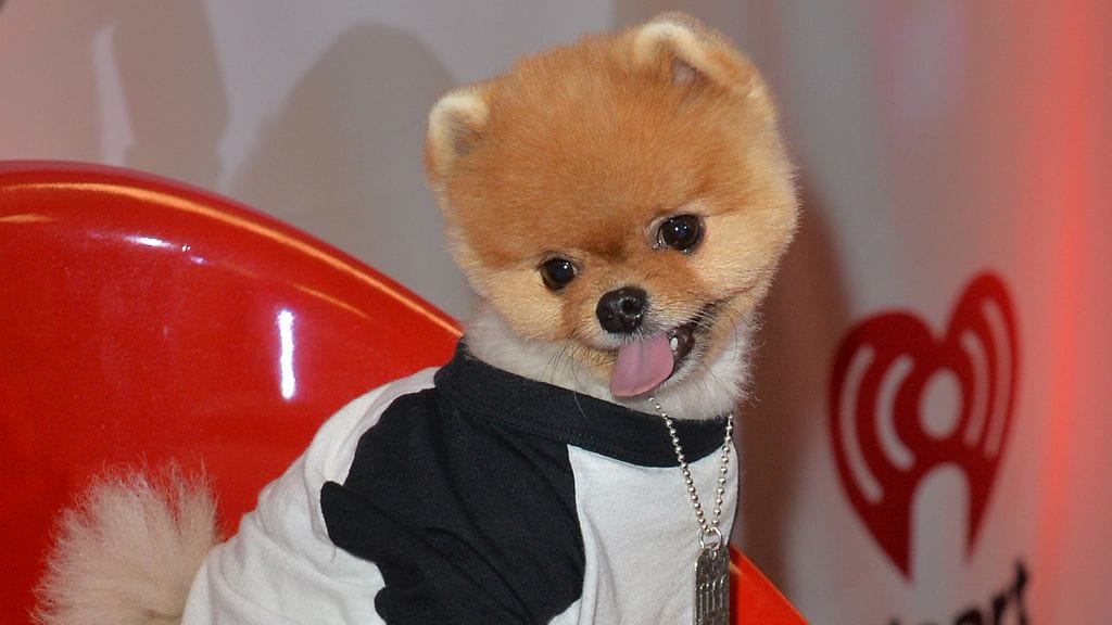 Jiff the Pomeranian osallistuu Y100s Jingle Ball 2014 -gaalaan