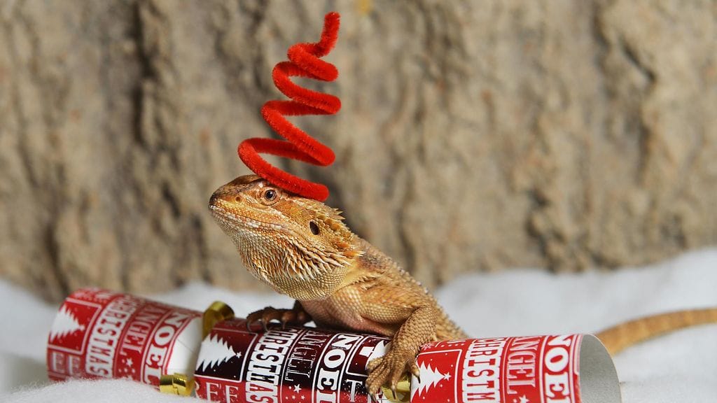 Toothless-niminen lisko joulutunnelmissa. Crocosaurus Cove