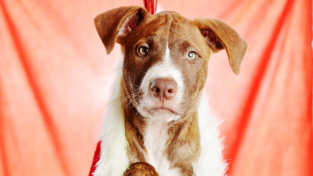 RSPCA-eläinsuojelujärjestön koira, Darwin, Australia. 19.12.2014