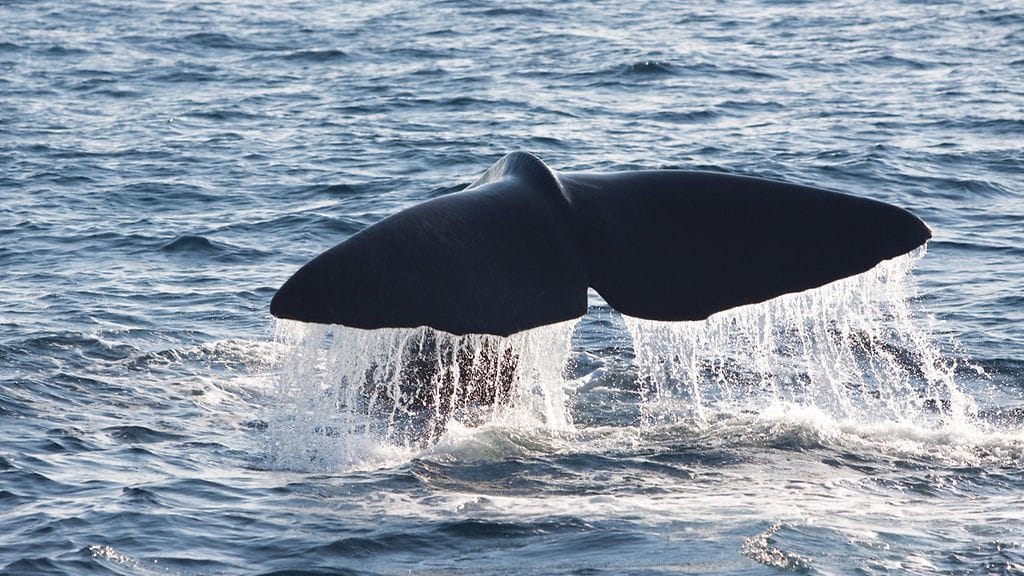 Japanin kalatalousviranomaisen mukaan valaanpyynti kestää maaliskuun alkupuolelle asti. Arkistokuva.