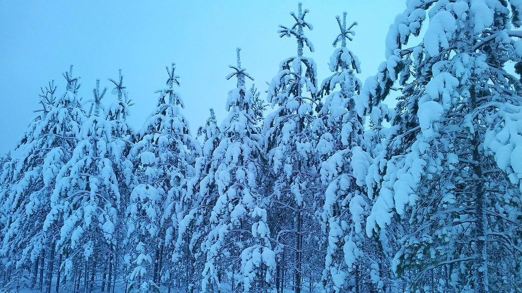 Kuvituskuva. Kuva: Sinikka Kujala.