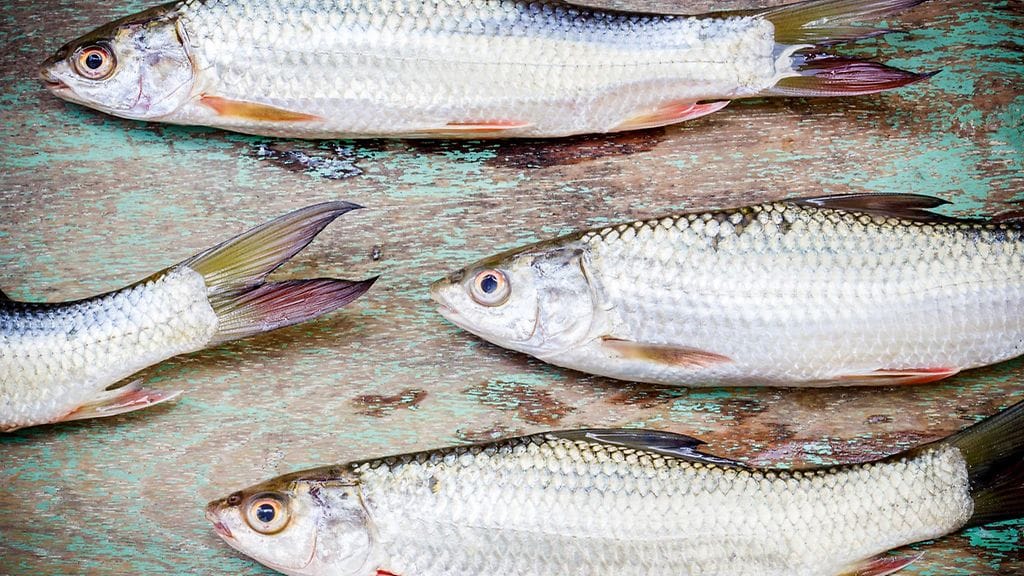 Pukisitko kalannahkaa päällesi?