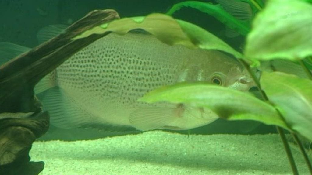 Tohtori Hawkinsin mielestä tutkimustulosten pitäisi vaikuttaa myös siihen, että kaloja ei enää pidettäisi vähempiälyisinä eläiminä.