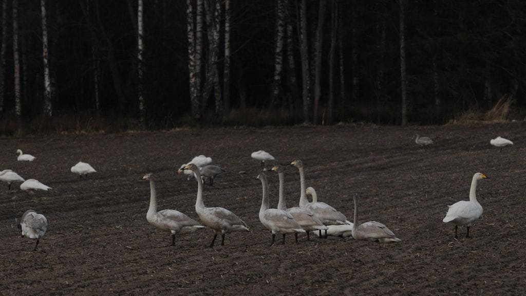 Suurimmat joutsenparvet on nähtävissä syksyisin.