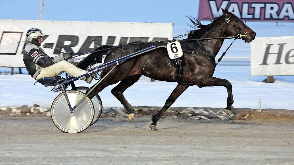 Extreme Luca, Ari Moilanen