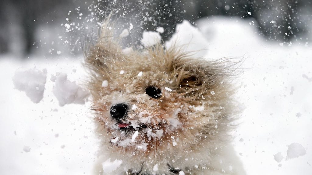 Kuvituskuvan koira leikki Valko-Venäjällä Minskissä lumessa 23. tammikuuta 2015. Kaupungissa satoi tuolloin yhden päivän aikana lunta, joka vastaa viidesosaa koko kuukauden normaalista lumisademäärästä.