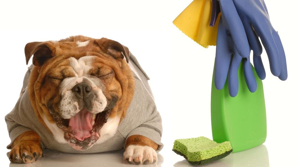 Lemmikit aiheuttavat usein päänvaivaa siivoojille.