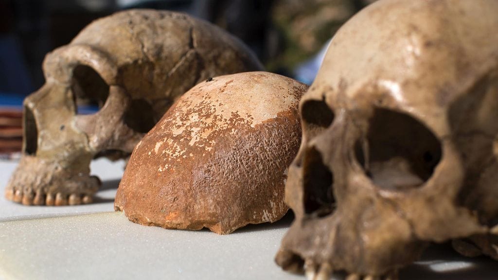 Kuvassa oikealla kokonainen nykyihmisen (Homo sapiens) kallo, vasemmalla puolestaan neandertalinihmisen kallo.