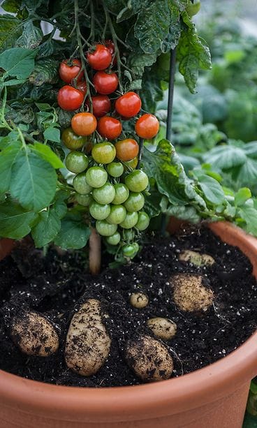 TomTato