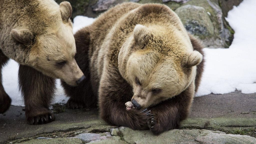 Korkeasaaren karhut tulevat ulos pesästään keväällä.