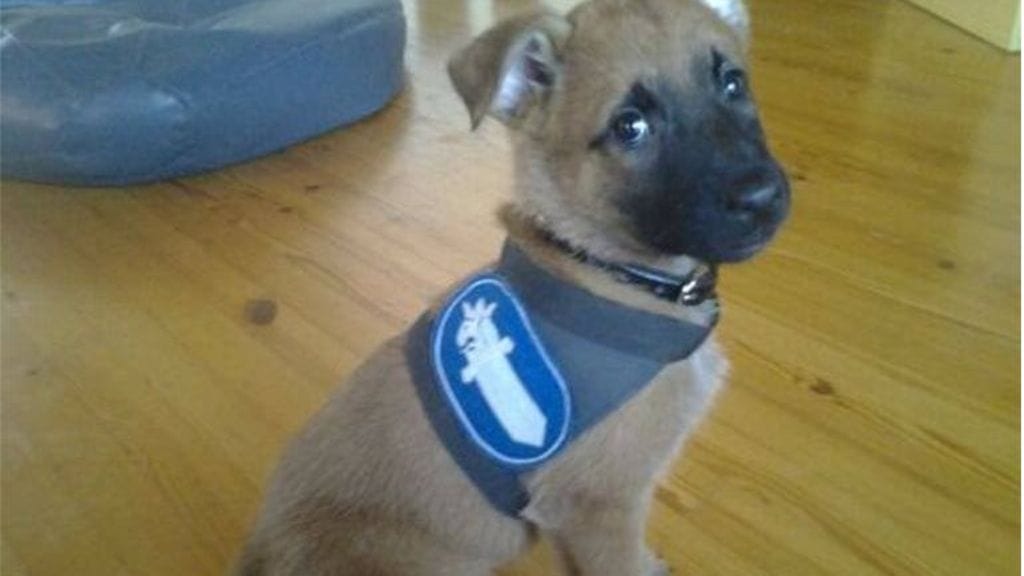 Kuvakaappaus Kuopion eläinlääkärikeskuksen facebook-sivuilta 10.2.2015.