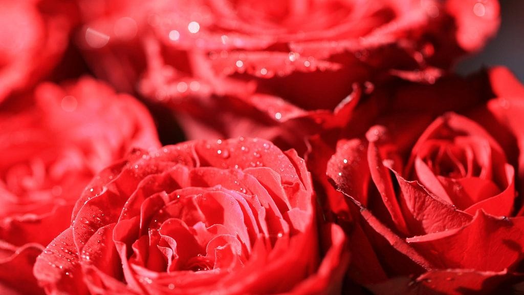 Ystävänpäivänä moni yllätetään Suomessakin kukilla.