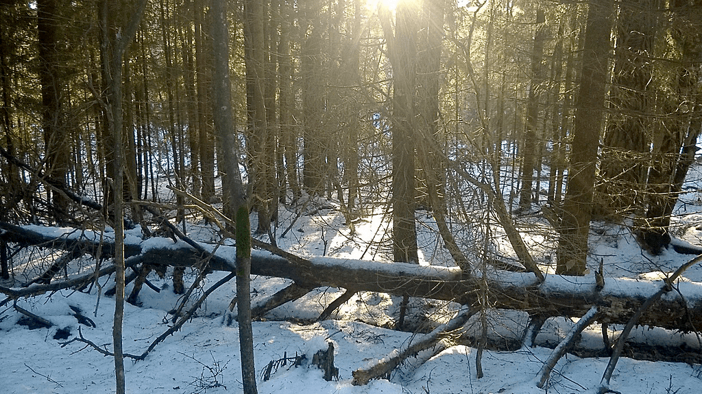 metsä Kynttilä, Espoo, metsä