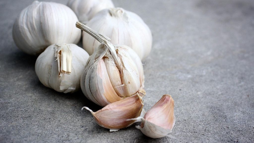 Valkosipulin käyttöikä lyhenee, kun siitä irroittaa yhdenkin kynnen.