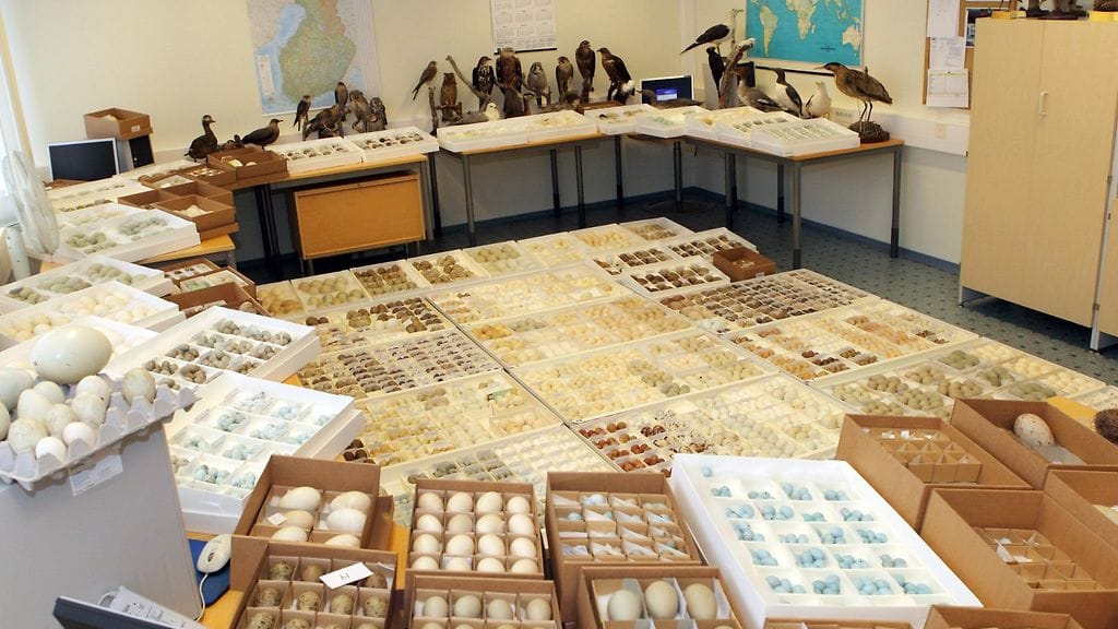 Takavarikoituja rauhoitettujen lintulajien munia ja täytettyjä lintuja tullin tiedotustilaisuudessa Kokkolassa 8. kesäkuuta 2012.