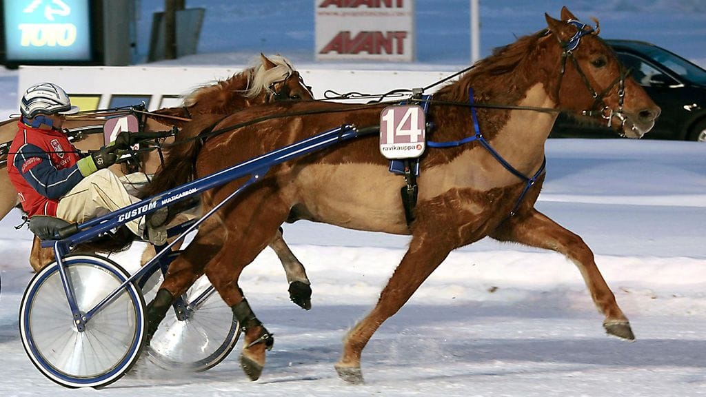 Kuopion Toto76-kierroksella riittää vihjesysteemeissä varmoja, yksi niistä Toto76-5 kohteen Diktaattori (kuvassa).