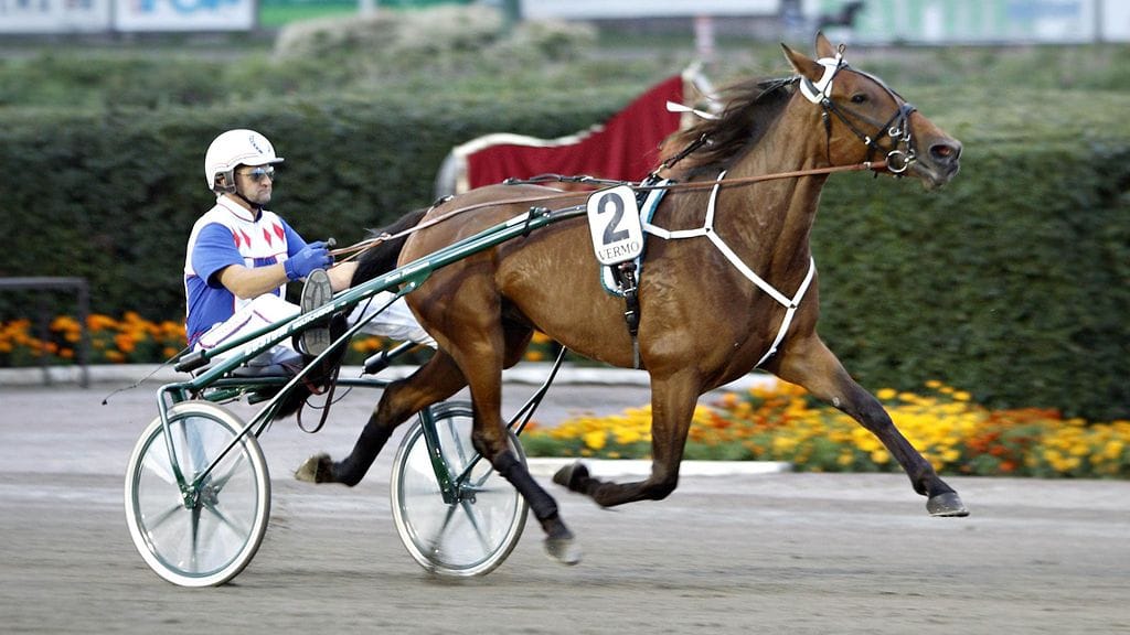 Jukka Kinnusen Amazing Soul on suosikki Bosses Lilyn ykköshaastaja Tammatähdessä.