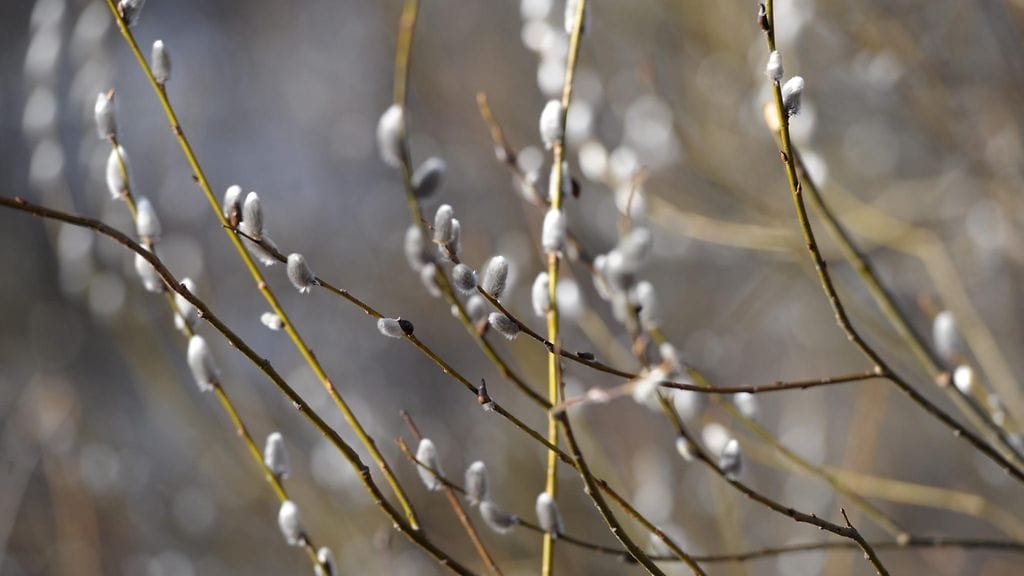 Leudon talven seurauksena pajunkissoja on saattanut nähdä jo eteläisessä Suomessa. Kuvituskuva.