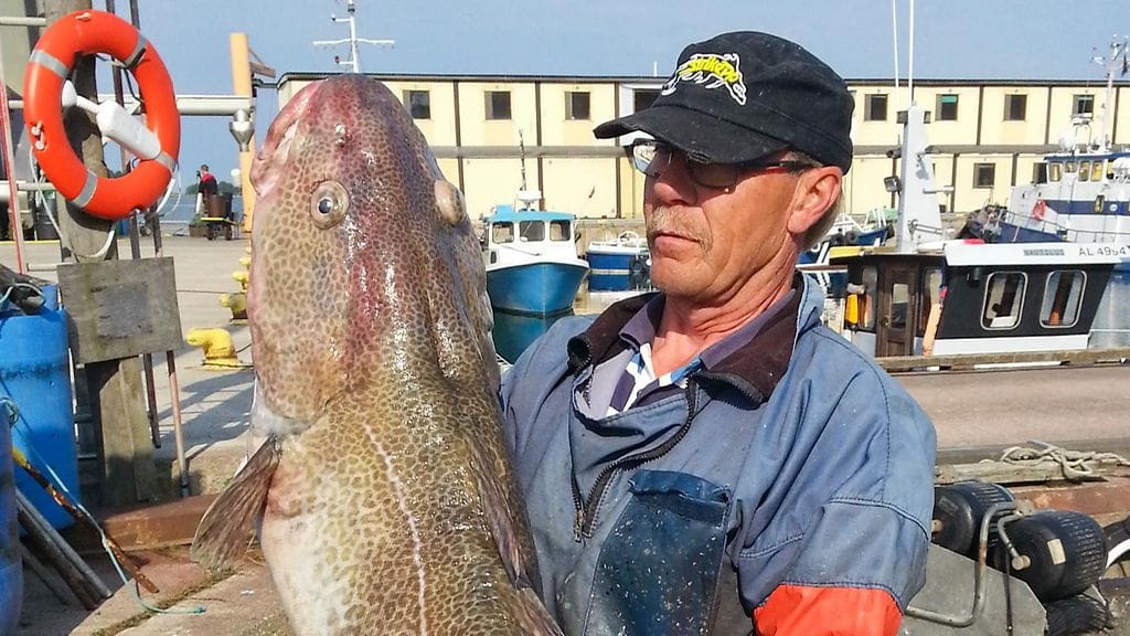 Tom Mattson ja yli 21-kiloinen turska.