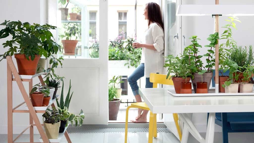 Viherkasveilla sisustaminen tuo kotiin keväistä tunnelmaa. Kuva: Kekkilä