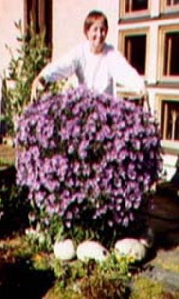 Ihana aamu