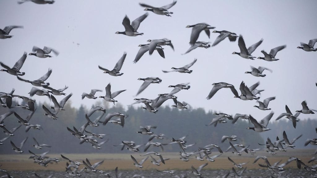 Lintulajien populaatiot ovat noin 30 vuoden aikana siirtyneet pohjoiskoilliseen keskimäärin 37 kilometriä.