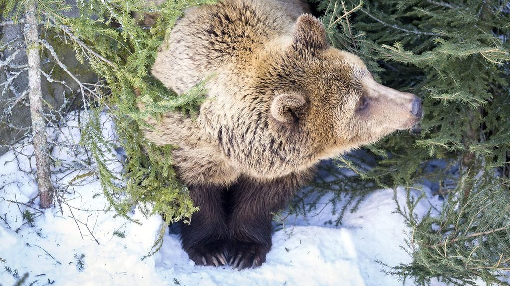 Kuvan karhu ei liity tapaukseen.