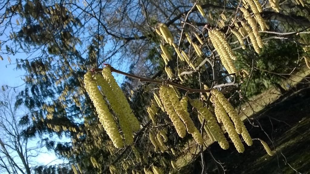Pähkinäpensas on aloittanut kukintansa maan eteläosissa. Arkistokuva.