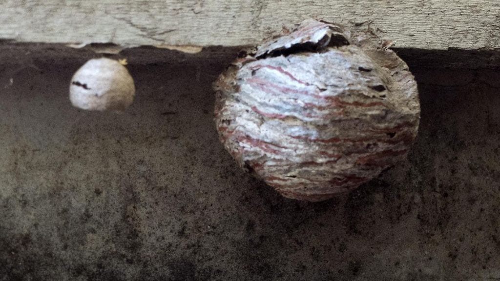 Ampiainen ampiaispesä