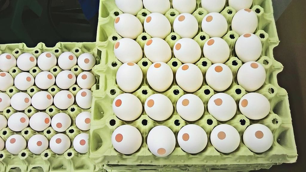 Mignon-munien täyttäminen vaatii taitoa ja tarkkuutta.