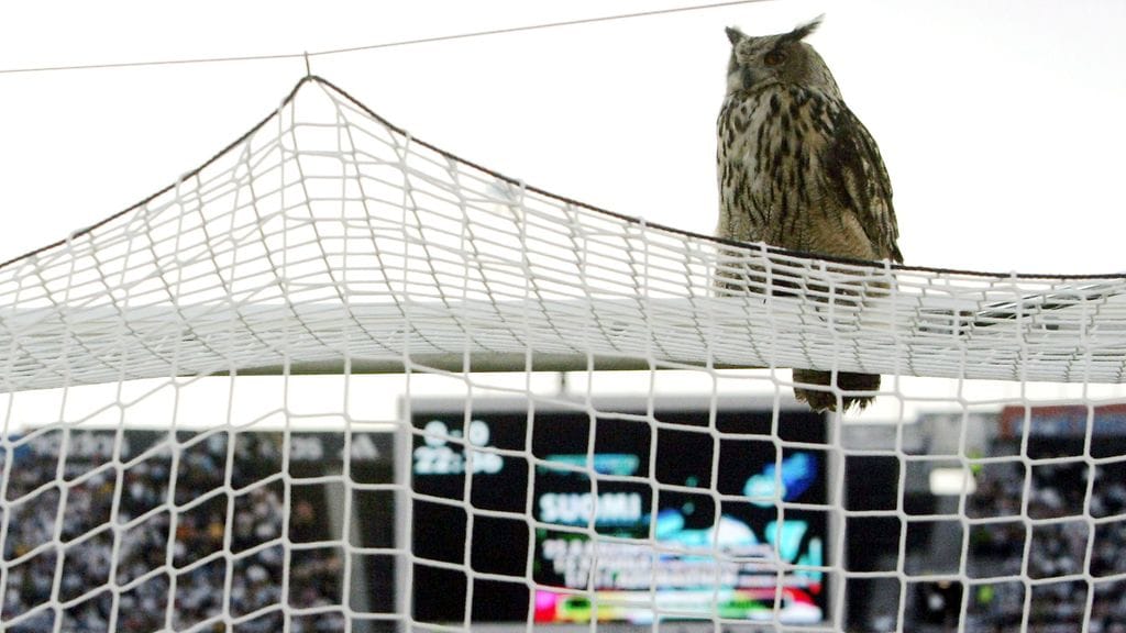 Olympiastadionilla asusteleva Bubi huuhkaja (Bubo bubo) keskeyttää jalkapallon EM-karsintaottelun Suomi vs Belgia.