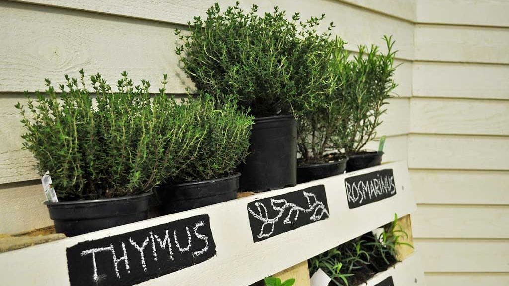 Yrtit voi kasvattaa pienissä ruukuissa esimerkiksi terassilla.