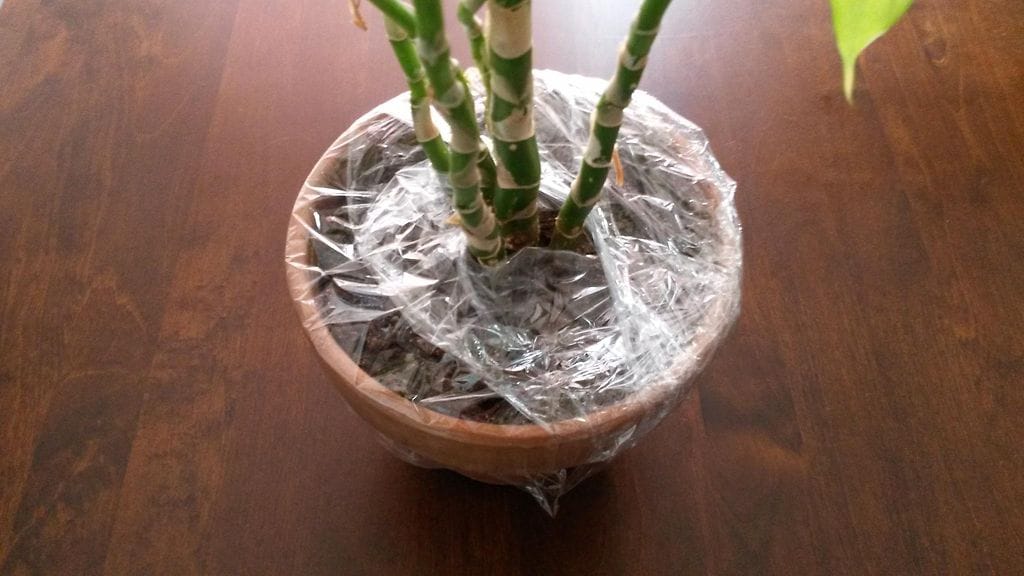 kukka, huonekasvi, muovikelmu (1)