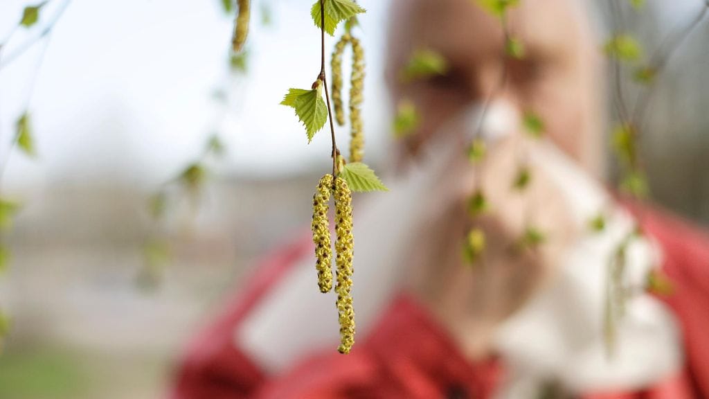 Mies niistää, allergia