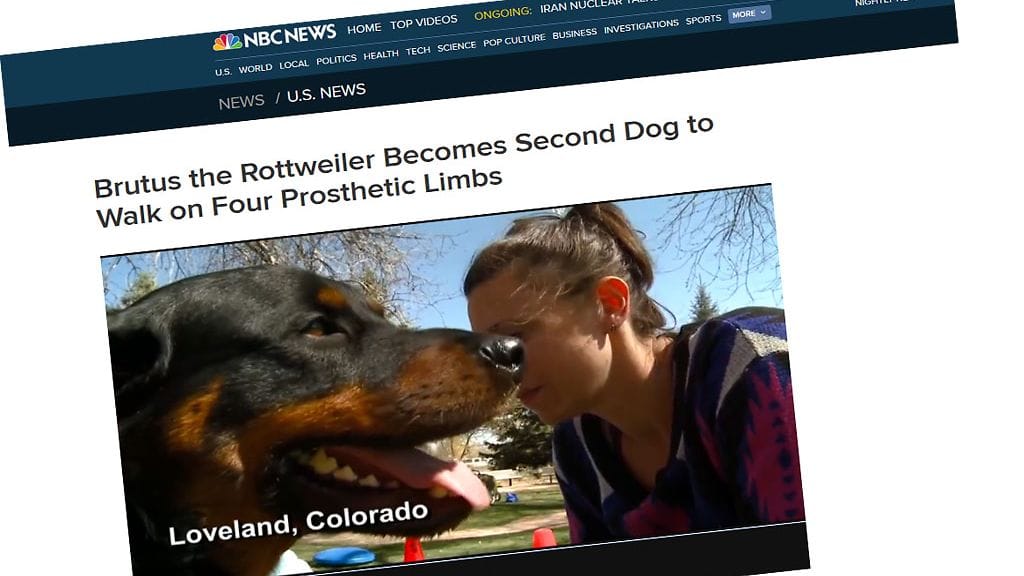 Brutukselle oli käydä huonosti. Kasvattaja jätti sen ulos kylmään säähän mikä aiheutti nuoren koiran tassuihin pahoja paleltumia.