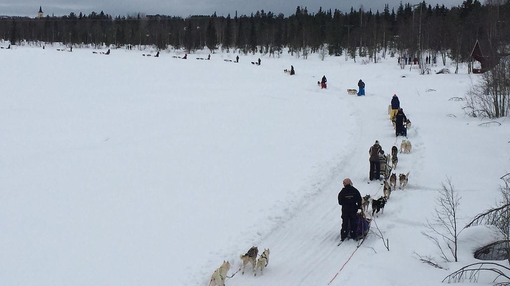 Muoniojoella ja Muoniojärvellä nähtyyn letkaan osallistui yli 400 koiraa.