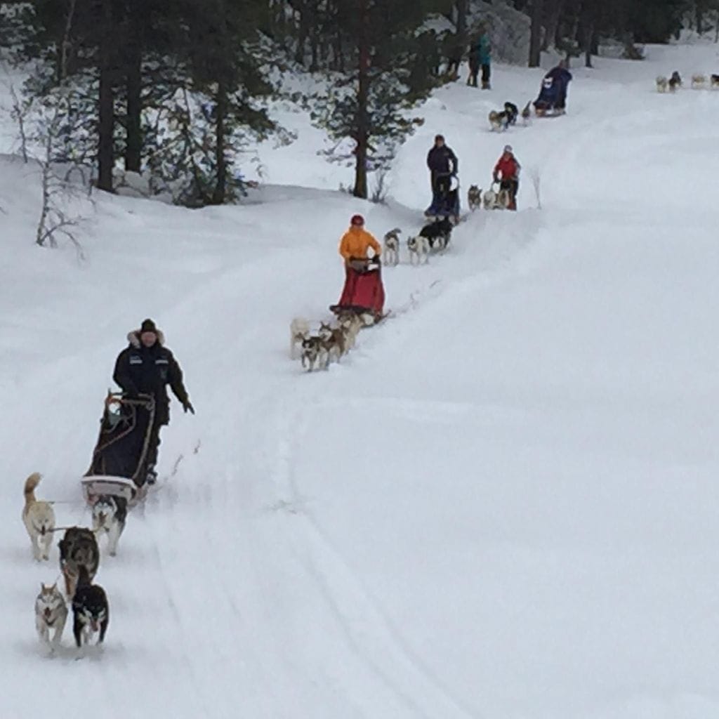 koiravaljakko safari Muonio