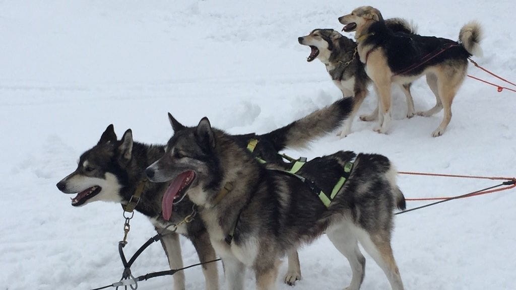 koiravaljakko reki Muonio husky safari