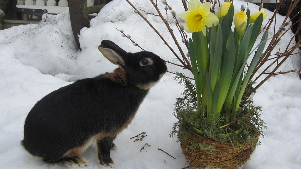 Pääsiäisen sää on kolea. Yölä on etelää myöten pakkasta. Lukijan kuva: Jaana Mäkelä, Ullava.
