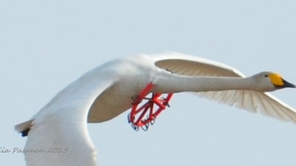 Harrastajavalokuvaaja Piia Pasanen kuvasi joutsenen maanantaina Tuusulassa. Kuvaa on jaettu laajalti sosiaalisessa mediassa.