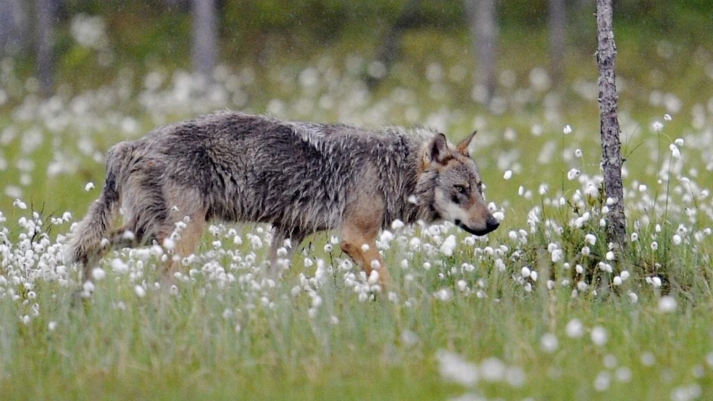Metsästäjäliiton mukaan petokanta on erityisen vaikea itäisessä Suomessa. Kuvan susi käyskenteli Kuhmossa.