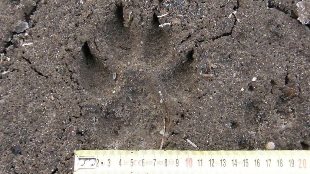 Suden_jalki_kuvaaja_Antti_HarkalaLuke