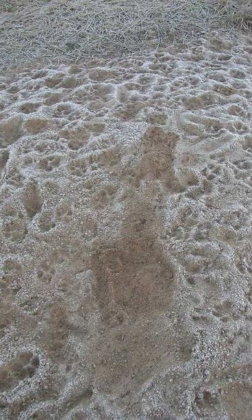 Suden_makuupaikka_kuvaaja_Antti_HarkalaLuke