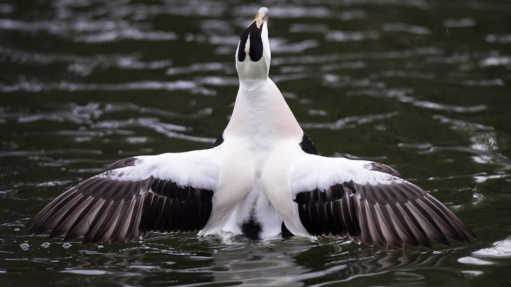 Haahkakanta on pienentynyt sekä Suomessa että muualla Euroopassa.