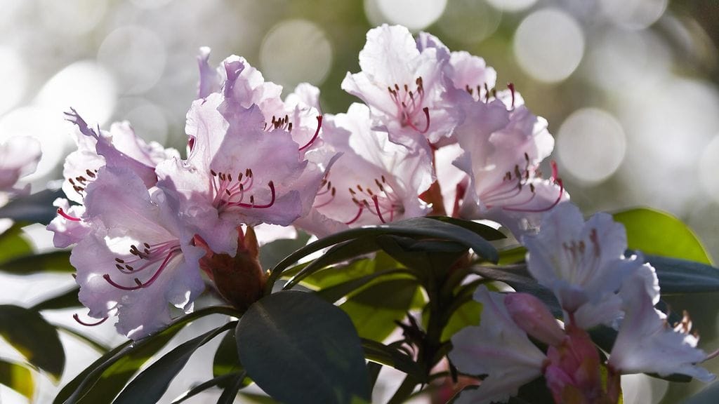 Alppiruusun herkät kukat ilahduttavat väriloistollaan.